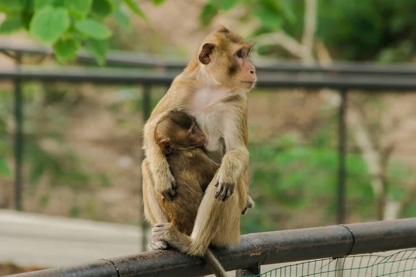 Macacos Bebê Alimentam Leite Mãe Sentada Macacos Bebê Alimentam Leite — Fotografia de Stock