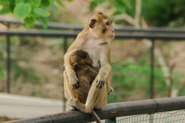 Macacos Bebê Alimentam Leite Mãe Sentada Macacos Bebê Alimentam Leite — Fotografia de Stock