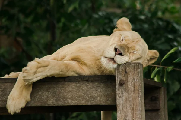 Leão Africano Fêmea Dorme Paz — Fotografia de Stock