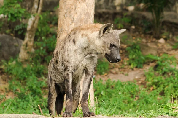 Глядя Хьену Hyaena Является Крупнейшим Типом Hyena Polka Точка Гиены — стоковое фото