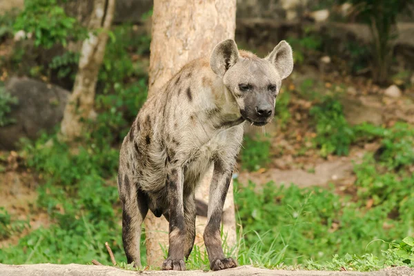 Repéré Hyaena Recherche Hyaena Est Grand Type Hyène Les Hyènes — Photo