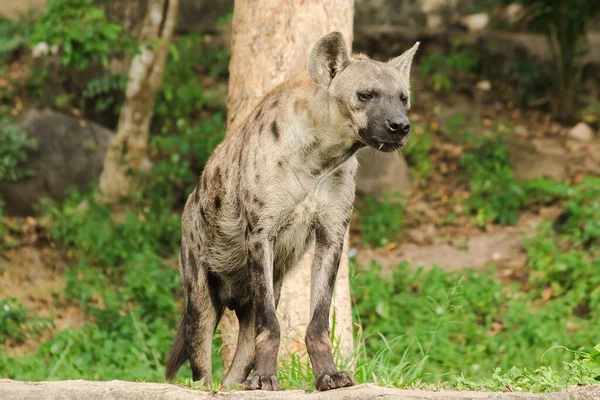 Repéré Hyaena Recherche Hyaena Est Grand Type Hyène Les Hyènes — Photo