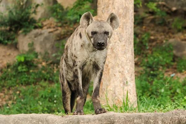 Repéré Hyaena Recherche Hyaena Est Grand Type Hyène Les Hyènes — Photo