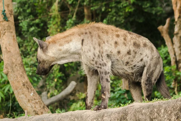 Repéré Hyaena Recherche Hyaena Est Grand Type Hyène Les Hyènes — Photo