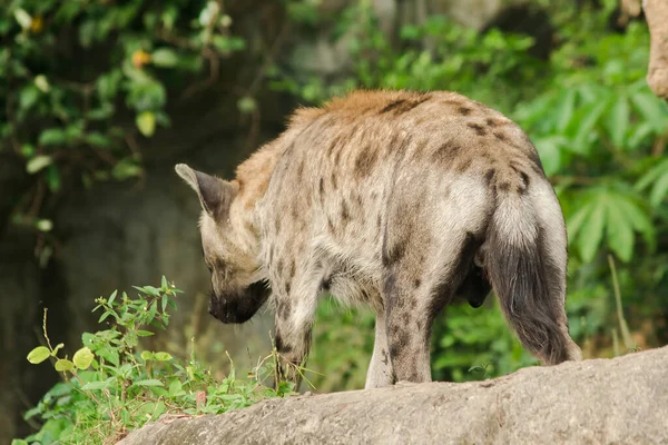 Repéré Hyaena Recherche Hyaena Est Grand Type Hyène Les Hyènes — Photo