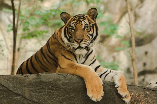 Tiger Lying Log Looking — Stock Photo, Image