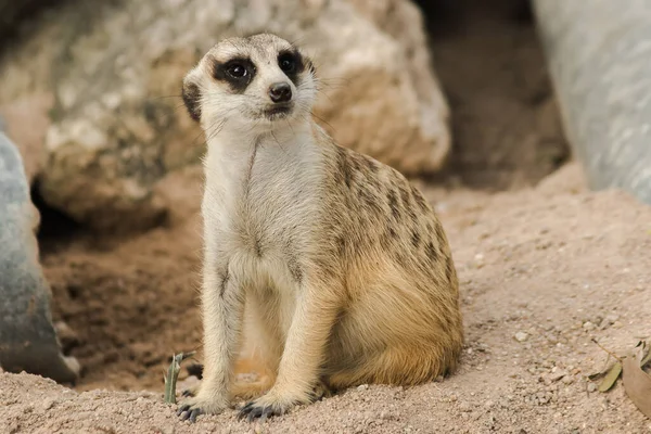 Meerkat Queue Mince Reposait Sur Sol Sablonneux Pour Examiner Sentir — Photo
