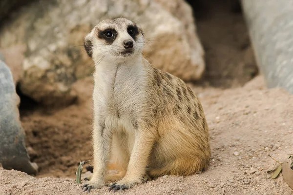 Meerkat Queue Mince Reposait Sur Sol Sablonneux Pour Examiner Sentir — Photo