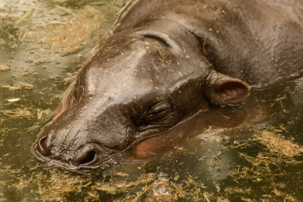 Гіпопопотама Живе Воді Бегемот Гербівор — стокове фото