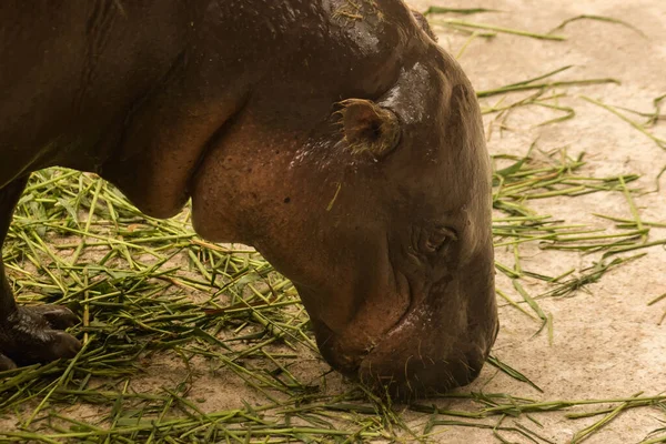 Гіпопопотама Живе Воді Бегемот Гербівор — стокове фото