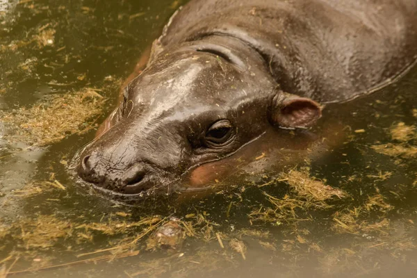 Hippopotame Vit Dans Eau Hippopotame Est Herbivore — Photo