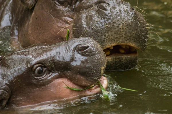 カバは水に生息し カバは草食動物です — ストック写真