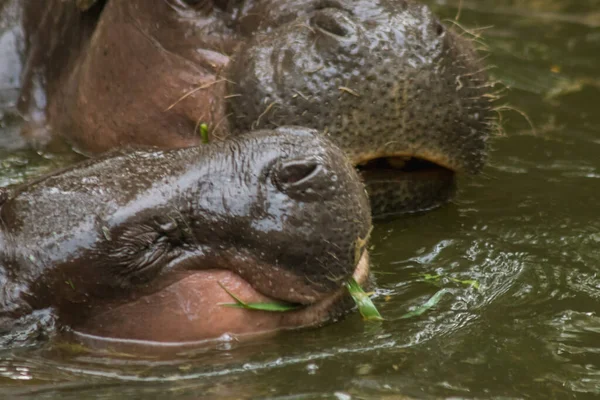 Hippopotame Vit Dans Eau Hippopotame Est Herbivore — Photo