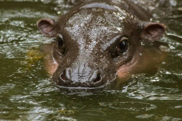 Hippopotamus Leeft Het Water Nijlpaard Herbivoor — Stockfoto