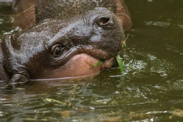 Hippopotame Vit Dans Eau Hippopotame Est Herbivore — Photo