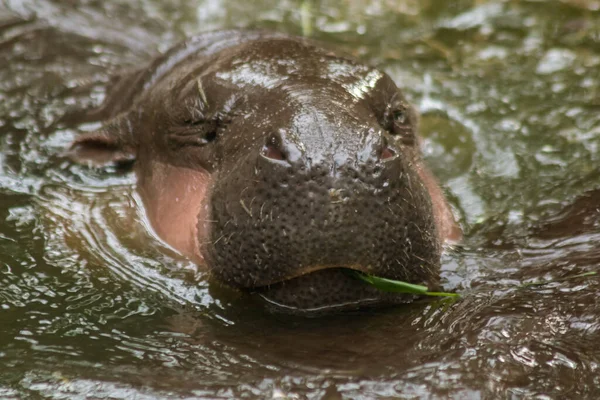 Hippopotame Vit Dans Eau Hippopotame Est Herbivore — Photo