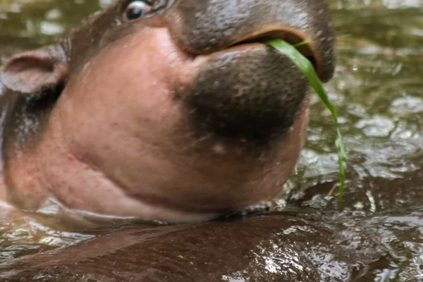 Hipopótamo Vive Agua Hipopótamo Herbívoro — Foto de Stock