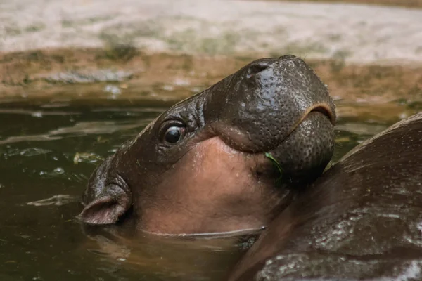 Hippopotame Vit Dans Eau Hippopotame Est Herbivore — Photo