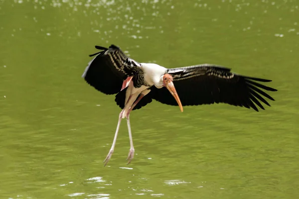 Cigogne Peinte Survole Étang Nourrir Troupeau Dans Les Eaux Peu Photo De Stock