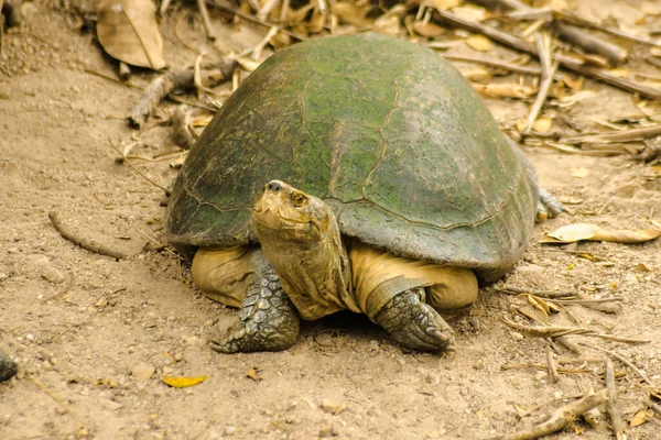 Yellow Headed Temple Turtle Hieremys Annandalii San Stock Image