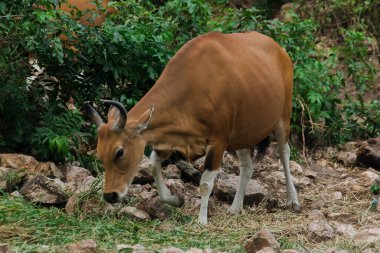 Banteng genç bir bambu yaprağını yiyordu. Banteng vahşi bir sığır türüdür. Evcil bir inek gibi şekillendirilmiş evcil inekten farklılık gösteren temel özellikler burnun etrafındaki beyaz çizgilerdir, dört bacağı da beyazdır..