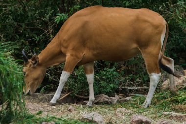 Banteng genç bir bambu yaprağını yiyordu. Banteng vahşi bir sığır türüdür. Evcil bir inek gibi şekillendirilmiş evcil inekten farklılık gösteren temel özellikler burnun etrafındaki beyaz çizgilerdir, dört bacağı da beyazdır..