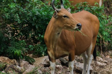 Banteng genç bir bambu yaprağını yiyordu. Banteng vahşi bir sığır türüdür. Evcil bir inek gibi şekillendirilmiş evcil inekten farklılık gösteren temel özellikler burnun etrafındaki beyaz çizgilerdir, dört bacağı da beyazdır..