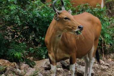 Banteng genç bir bambu yaprağını yiyordu. Banteng vahşi bir sığır türüdür. Evcil bir inek gibi şekillendirilmiş evcil inekten farklılık gösteren temel özellikler burnun etrafındaki beyaz çizgilerdir, dört bacağı da beyazdır..