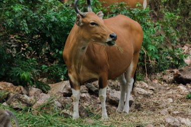 Banteng genç bir bambu yaprağını yiyordu. Banteng vahşi bir sığır türüdür. Evcil bir inek gibi şekillendirilmiş evcil inekten farklılık gösteren temel özellikler burnun etrafındaki beyaz çizgilerdir, dört bacağı da beyazdır..