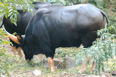 Gaur (Bos gaurus readei, B.g.laosiensis) yabani kenar boyunca otlar