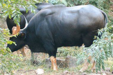 Gaur (Bos gaurus readei, B.g.laosiensis) yabani kenar boyunca otlar