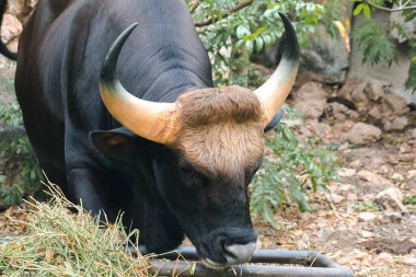 Gaur (Bos gaurus readei, B.g.laosiensis) yabani kenar boyunca otlar