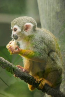 Sincap Maymun ipe tırmanıyor ve yemek yiyor.