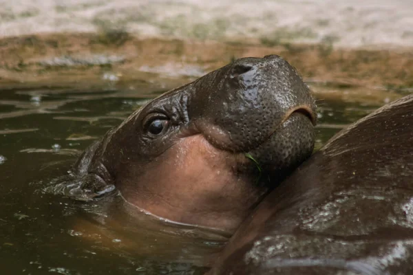 Hipopotam Żyje Wodzie Hipopotam Jest Roślinożerny — Zdjęcie stockowe