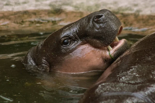 Hipopotam Żyje Wodzie Hipopotam Jest Roślinożerny — Zdjęcie stockowe
