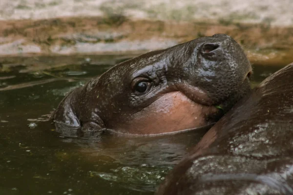 Nilpferd Lebt Wasser Nilpferd Ist Pflanzenfresser — Stockfoto