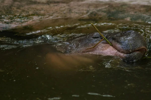 Hippopotamus Leeft Het Water Nijlpaard Herbivoor — Stockfoto