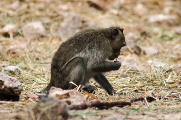 Macaco Mangia Granchi Seduto Terra Macaco Capelli Castani Sul Suo — Foto Stock