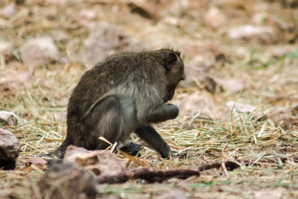 Macaco Comedor Caranguejo Está Sentado Chão Macaco Tem Cabelos Castanhos — Fotografia de Stock