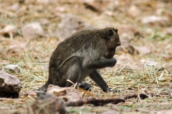 Macaco Comedor Caranguejo Está Sentado Chão Macaco Tem Cabelos Castanhos — Fotografia de Stock