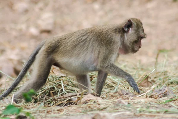 Macaque Mangeur Crabes Est Assis Sur Sol Macaque Les Cheveux — Photo