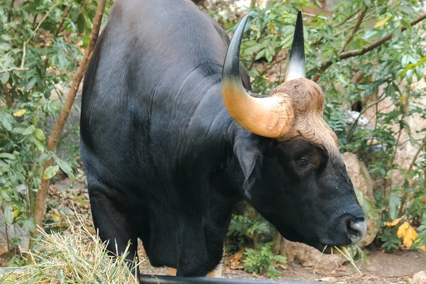 Gaur Bos Gaurus Readei Laosiensis Pastan Largo Del Borde Salvaje — Foto de Stock