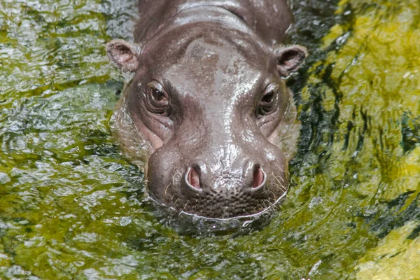 Hipopotam Żyje Wodzie Hipopotam Jest Dużym Okrągłym Zwierzęciem Bardzo Szerokie — Zdjęcie stockowe