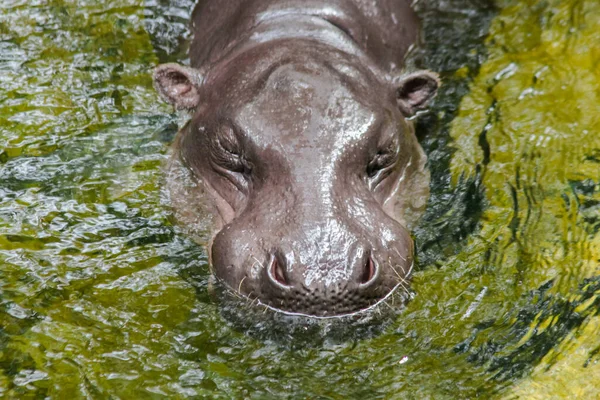 カバは水に生息し カバは大きな丸い動物です とても広い口を持つ — ストック写真