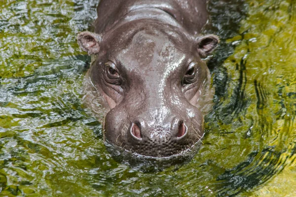 カバは水に生息し カバは大きな丸い動物です とても広い口を持つ — ストック写真