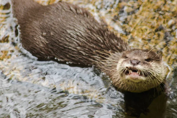 Otter Rivestito Liscio Nella Cacca — Foto Stock