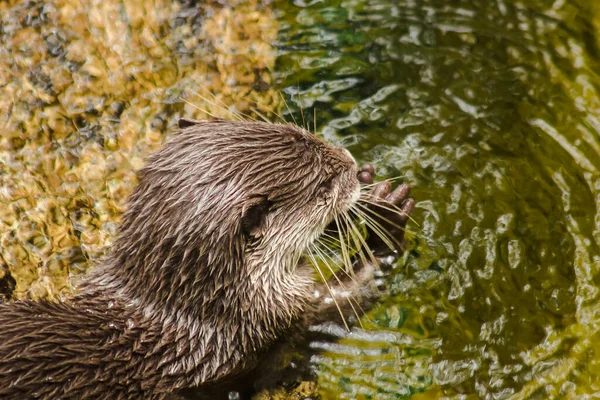 Glad Beklede Otter Poep — Stockfoto