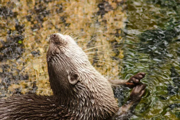 Otter Liso Revestido Poo — Fotografia de Stock