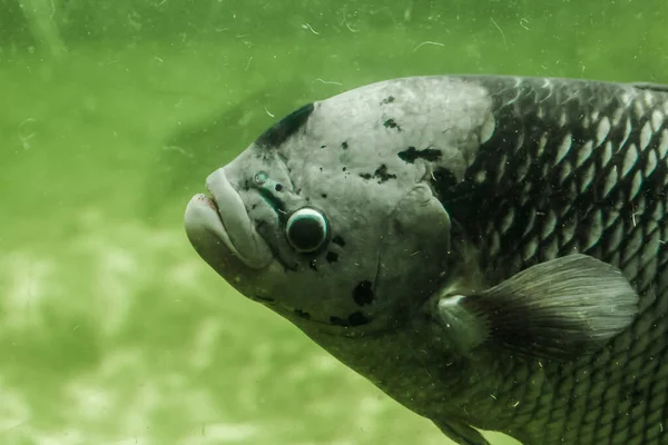 Dev Gourami Suda Yavaşça Yüzer — Stok fotoğraf