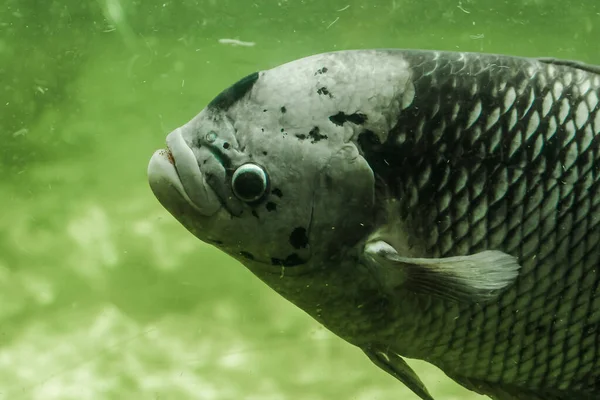 Dev Gourami Suda Yavaşça Yüzer — Stok fotoğraf